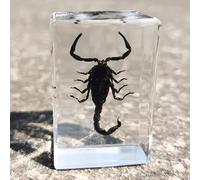 Insect specimens Key Chain in Resin Real Dried Sets Collection (Black scorpions)