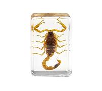 Insect Stone Natural Scorpions Inclusion Amber Specimen Stone Party Gift Decorative Resin C O0N2 Paperweight Wedding Travel