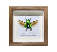 Insect Taxidermy Display Frame, Single Real Bug Specimens, 5.8'' x 5.8'' Taxidermy Wall Decor, for Collections and Learn About Insect Body Structure