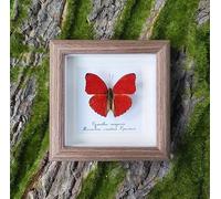 Insect Taxidermy Specimen,Real Framed Butterfly,Unique Taxidermy Collectables,Taxidermy Frame,For Decor Ornament And Educational Demonstration Prop Gift Birthday,Butterfly Specimen Collection