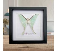 Insectrum Framed Chinese Moon Moth Taxidermy Display, Actias ningpoona, 20.3 x 20.3 cm, Green Opalescent