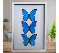 Insectrum Framed Morpho Didius Butterfly Display, A3 Size, Triple Blue Giant Iridescent Specimens, Professional Taxidermy