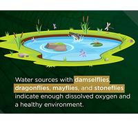 Insects Adapted to Aquatic Life