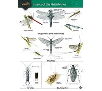 Insects of the British Isles (WildID)