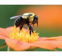 Insects, Plants, and the Rise of Flower Power