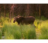 Inside Grand Teton National Park