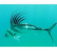 Inside the Undisputed Roosterfish Capital of the World