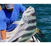 Inside the Undisputed Roosterfish Capital of the World- Part 2
