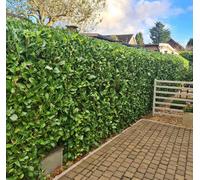 Inspirational Gifting 1-2Ft Laurel (Prunus Laurocerasus) Large Multi-Stemmed Bushy Bare Root Evergreen Hedging Plants Whip Sapling - Pack Of 10