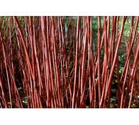 Inspirational Gifting 1-2Ft Red Dogwood (Cornus Alba 'sibirica') Field Grown Hedging Plants Tree Sapling - Pack Of 10