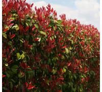 Inspirational Gifting 1-2Ft Red Robin (Photinia) Bare Root Hedge Plants Tree Sapling - Pack Of 10