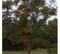 Inspirational Gifting 1-2Ft Rowan (Sorbus Acuparia) Mountain Ash Native Hedge Plants Bare Root Saplings - Pack Of 10