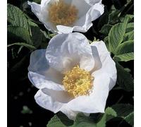 Inspirational Gifting 1-2Ft White Hedging Rose (Rosa Rugosa 'alba') Bare Root Hedging Plants Tree Sapling - Pack Of 10