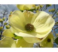 Inspirational Gifting 1-2Ft Yellow Dogwood (Cornus Stolonifera 'flaviramea') Field Grown Hedging Plants - Pack Of 10