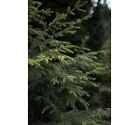 Inspirational Gifting 15-25Cm Nordmann (Abies Nordmanniana) Christmas Tree Bare Root Plants - Pack Of 10
