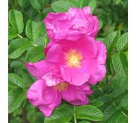 Inspirational Gifting 15-30Cm Hedging Rose (Rosa Rugosa) Bare Root Hedging Plants Tree Sapling - Pack Of 10