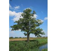 Inspirational Gifting 2-3Ft Alder (Alnus Glutinosa) Bare Root Hedging Plants Tree Sapling Whips - Pack Of 10