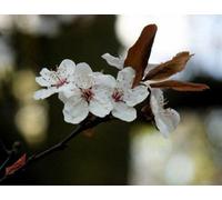 Inspirational Gifting 2-3Ft Cherry Plum (Prunus Cerasifera) Bare Root Hedging Plants - Pack Of 10