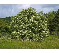 Inspirational Gifting 2-3Ft Elder (Sambucus N) Field Grown Bare Root Hedging Plants Tree Whip Sapling - Pack Of 10