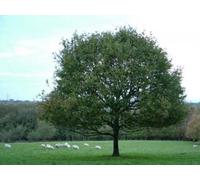 Inspirational Gifting 2-3Ft English Oak (Quercus Robur) Field Grown Bare Root Hedging Plants Tree Whip Sapling - Pack Of 10