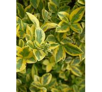 Inspirational Gifting 2-3Ft Golden Privet (Ligustrum Aureum) Evergreen Hedging Plants - Pack Of 10
