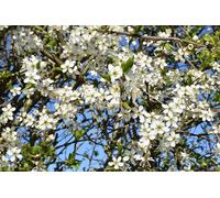 Inspirational Gifting 2-3Ft Hawthorn (Crataegus Monogyna) Wildlife Friendly Bare Root Hedging Plants - Pack Of 10