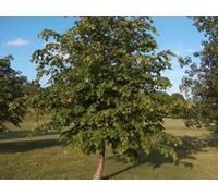 Inspirational Gifting 2-3Ft Lime (Tilia Cordata) Field Grown Bare Root Hedging Plants Tree Whip Sapling - Pack Of 10