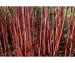 Inspirational Gifting 2-3Ft Red Dogwood (Cornus Alba 'sibirica') Field Grown Hedging Plants Tree Sapling - Pack Of 10