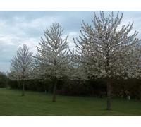 Inspirational Gifting 2-3Ft Wild Cherry (Prunus Avium) Bare Root Hedging Plants Tree Whips Sapling - Pack Of 10