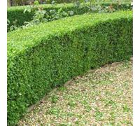 Inspirational Gifting 20-30Cm Box (Buxus Sempervirens) Bare Root Hedging Plants Tree Sapling - Pack Of 10