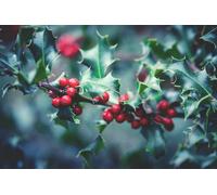 Inspirational Gifting 20-30Cm Holly (Ilex Aquifolia) Pot Grown Evergreen Hedging Plants Shrub Whips Sapling - Pack Of 10