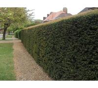Inspirational Gifting 20-30Cm Yew (Taxus Baccata) Evergreen Bare Root Hedging Plants - Pack Of 10