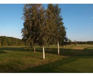 Inspirational Gifting 2Ft Silver Birch (Betula Pendula) Field Grown Hedging Plants Tree Sapling - Pack Of 10