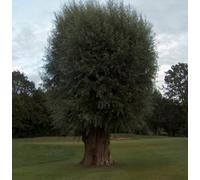 Inspirational Gifting 3-4 White Willow (Salix Alba) Field Grown Bare Root Hedging Plants Tree Sapling - Pack Of 10