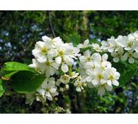 Inspirational Gifting 3-4Ft Bird Cherry (Prunus Padus) Bare Root Hedging Plants Tree Whips Sapling - Pack Of 10