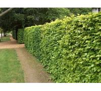 Inspirational Gifting 3-4Ft Green Beech (Fagus Sylvatica) Semi-Evergreen Bare Root Hedging Plants - Pack Of 10