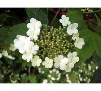 Inspirational Gifting 3-4Ft Guelder Rose (Viburnum Opulus) Field Grown Bare Root Hedging Plants Tree Sapling - Pack Of 10