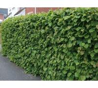 Inspirational Gifting 3-4Ft Hazel (Corylus Avellana) Field Grown Bare Root Hedging Plants Tree Whips Saplings - Pack Of 10