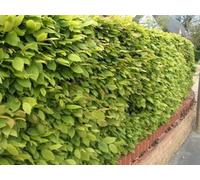 Inspirational Gifting 3-4Ft Hornbeam (Carpinus Betulus) Field Grown Semi-Evergreen Native Hedge Plants - Pack Of 10