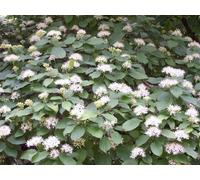 Inspirational Gifting 3-4Ft Native Hedging Dogwood (Cornus Sanguinea) Bare Root Hedging Plants Tree Whips - Pack Of 10