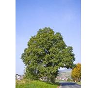 Inspirational Gifting 3-4Ft Sessile Oak (Quercus Petraea) Bare Root Hedging Plants Tree Sapling - Pack Of 10