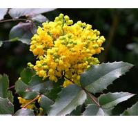 Inspirational Gifting 30-40Cm Mahonia Aquifolium (Oregon Grape) Semi-Evergreen Field Grown Hedging Plants - Pack Of 10