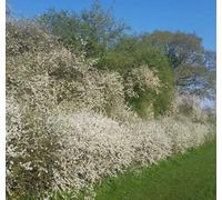 Inspirational Gifting 3Ft Blackthorn (Prunus Spinosa) Bare Root Hedging Plants Tree Whips Sapling - Pack Of 10