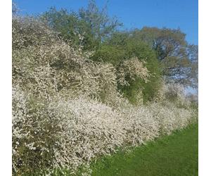 Inspirational Gifting 3Ft Blackthorn (Prunus Spinosa) Bare Root Hedging Plants Tree Whips Sapling - Pack Of 10