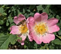 Inspirational Gifting 3Ft Dog Rose (Rosa Canina) Field Grown Bare Root Hedging Plants Tree Whip Sapling - Pack Of 10