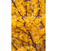 Inspirational Gifting 3Ft Forsythia (Spectabilis) Field Grown Bare Root Hedging Plants Tree Whip Sapling - Pack Of 10
