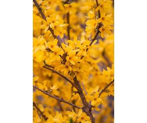 Inspirational Gifting 3Ft Forsythia (Spectabilis) Field Grown Bare Root Hedging Plants Tree Whip Sapling - Pack Of 10