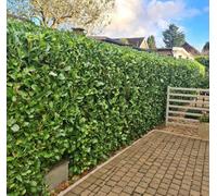 Inspirational Gifting 3Ft Laurel (Prunus Laurocerasus) Large Multi-Stemmed Bushy Bare Root Evergreen Hedging Plants Whip Sapling - Pack Of 10