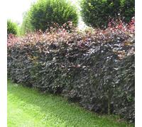Inspirational Gifting 3Ft Purple Beech (Fagus Sylvatica Atropunicea) Semi-Evergreen Bare Root Hedging Plants - Pack Of 10