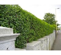 Inspirational Gifting 4Ft Green Privet (Ligustrum Ovalifolium) Evergreen Bare Root Hedging Plants - Pack Of 10